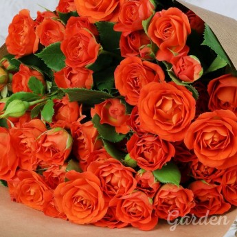 15 оранжевых кустовых роз в крафте